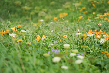 Blooming orange daylilies spreading beautifully across the lush green hillsides of Rebun Island in Hokkaido, showcasing vibrant summer colors and rich natural scenery in Japan’s northern landscapes