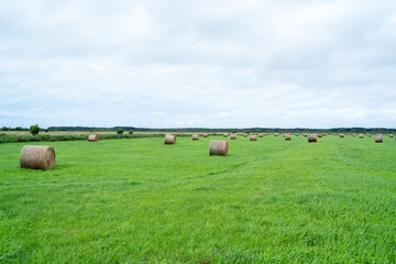Summer farmland in Hokkaido featuring countless hay bales arranged across a vast green pasture under a cloudy sky, showcasing a wide rural landscape ideal for nature, travel, and agriculture themes