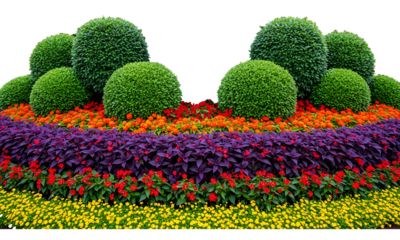 Beautiful garden landscaping with colorful flowers and lush green bushes on a transparent background