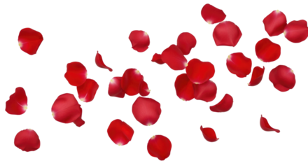 Red rose petals falling transparent background cutout png