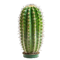 Tall, columnar cactus with numerous ribs and radial spines, vibrant green, potted in dark green