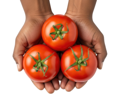 Hands holding three ripe tomatoes transparent background cutout png