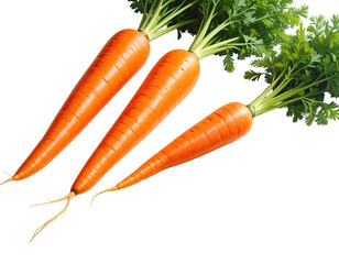 Three bright orange carrots with green leafy tops