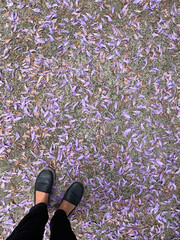 personal perspective woman wearing black pants and shoes standing alone on ground covered with scattered fallen purple  jacaranda flowers