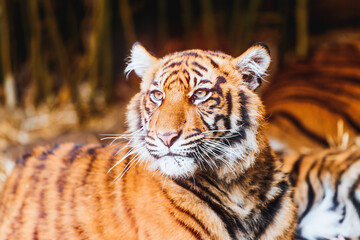 Powerful carnivore tiger in relaxed pose