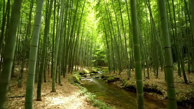 Sunlight filtering through a dense bamboo canopy, creating dynamic light patterns on the forest floor, emphasizing the tranquil and serene atmosphere.