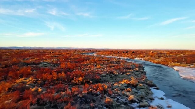 Close up macro details of resilient tundra flora such as vibrant mosses, lichens, and dwarf willow leaves pushing through frost kissed soil, highlighting the delicate beauty and tenacity of life in ex