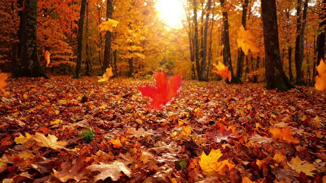 Macro view of individual autumn leaves displaying intricate vein patterns and a vibrant spectrum of reds, oranges, and yellows, highlighting natural imperfections and textures.