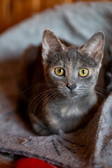 Grey Tortoiseshell Cat Lying on Felt Blanket with Intense Gaze