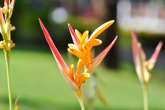 Heliconia psittacorum or Bird of paradise, Strelitzia reginae or Sterliziaceae flower or Heliconia flower or yellow flower
