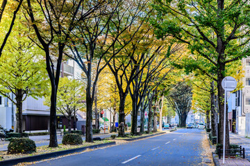 秋 杜の都仙台 定禅寺通りを歩く
