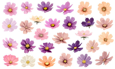 水彩で描いた多彩な色のコスモスの花部分のパーツセット