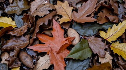 Autumn Leaf Tapestry: A captivating close-up of fallen leaves, their vibrant hues creating a rich tapestry on the forest floor, evoking the essence of autumn.