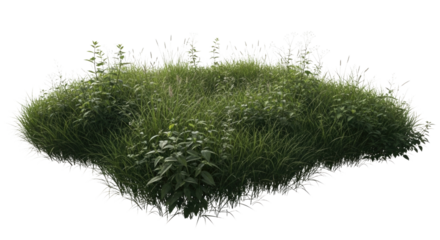 Green bush with transparent background cutout png