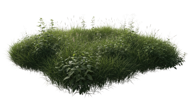 Green bush with transparent background cutout png