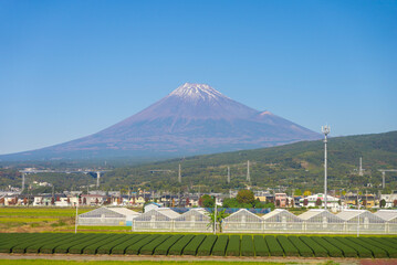 富士山と茶畑