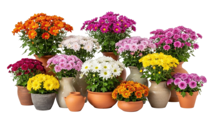 Assorted chrysanthemums in vases and pots transparent background cutout png