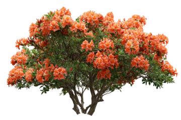 Bush ablaze with orange blossoms, amidst green foliage