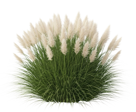 Pampas grass plant transparent background cutout png - Powered by Adobe