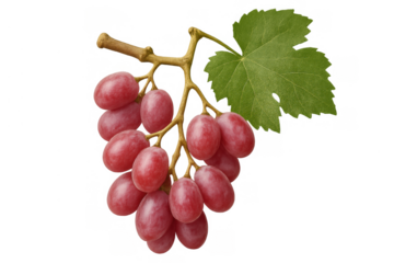 Red grapes bunch hanging on vine stem with a green leaf, fresh organic fruit, transparent background