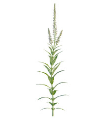 Lysimachia ephemerum tree 4k, front view, cutout, transparent background isolate, Graceful white veronica flower stalk, perfect for elegant botanical designs