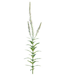 Lysimachia ephemerum tree 4k, front view, cutout, transparent background isolate, Elegant veronica flowers bloom in summer, adding a touch of natural beauty