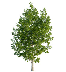 Populus tremula tree 4k, front view, cutout, transparent background isolate, Lush silver poplar...