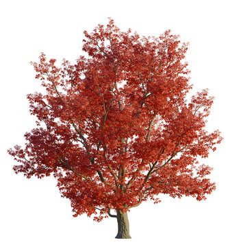Quercus rubra tree 4k, front view, cutout, transparent background isolate, Stunning red maple tree in vibrant autumn color, perfect for fall designs