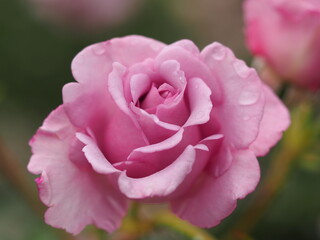 ラベンダー色のバラ　夜来香