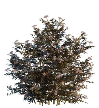 Sambucus nigra black lace tree 4k, front view, cutout, transparent background isolate, Flowering elderberry bush adds natural beauty to your outdoor designs
