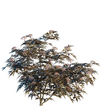 Sambucus nigra black lace tree 4k, front view, cutout, transparent background isolate, Delicate elderflower blooms against dark foliage, a natural beauty