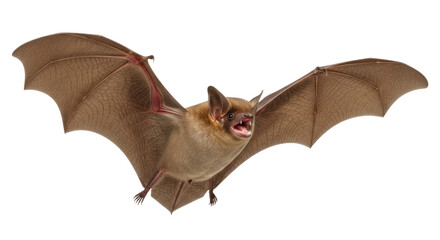 Obraz premium Brown bat in flight transparent background cutout png