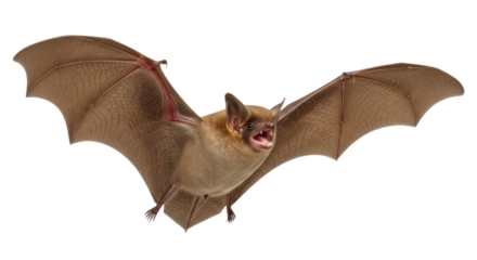 Brown bat in flight transparent background cutout png