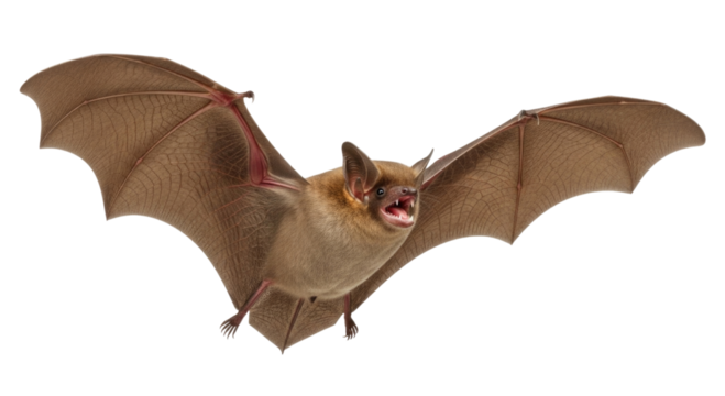 Brown bat in flight transparent background cutout png