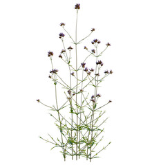 Verbena bonariensis tree 4k, front view, cutout, transparent background isolate, Delicate purple flowers on slender stems create a whimsical floral design
