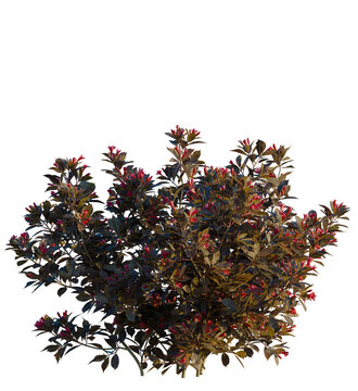 Weigela naomi campbell tree 4k, front view, cutout, transparent background isolate, Vibrant weigela shrub with red blooms for garden design and landscaping