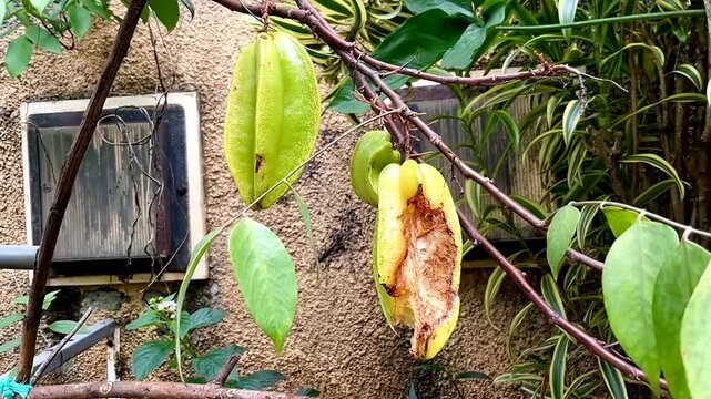 Star fruit or carambola that has been eaten by wild animals