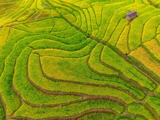 Beautiful morning view indonesia Panorama Landscape paddy fields with beauty color and sky natural light