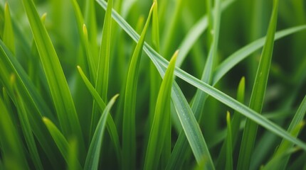 Vibrant Blades of Life: An intimate portrayal of lively green blades, showcasing the essence of growth and vitality, whispering tales of nature's artistry and freshness.