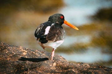 Oyster catcher on the beach