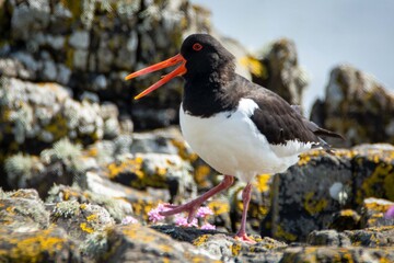 Oyster catcher on the beach