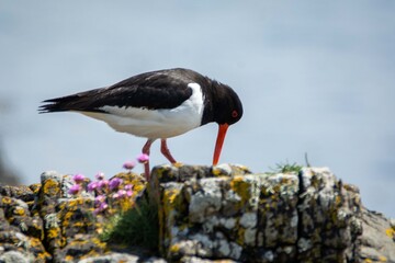Oyster catcher on the beach