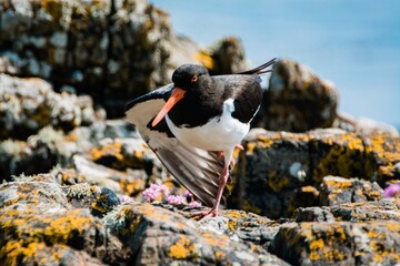 Oyster catcher on the beach