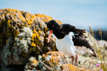 Oyster catcher on the beach
