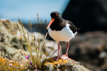 Oyster catcher on the beach