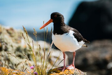 Oyster catcher on the beach