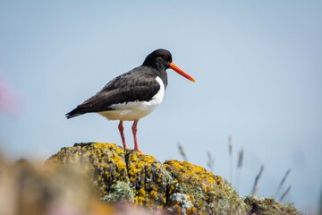Oyster catcher on the beach