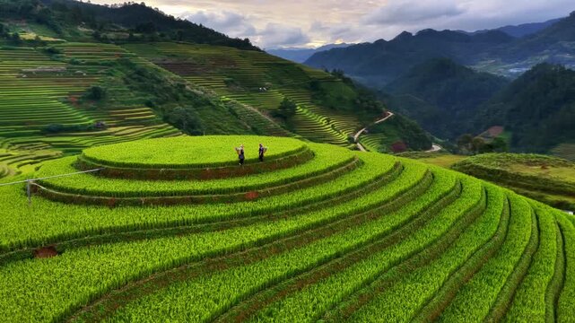 Aerial view of Hmong woman on golden rice terraces at Mu Cang Chai town near Sapa city, Vietnam. Beautiful terraced rice field in harvest season in Yen Bai province. Travel and landscape concept.