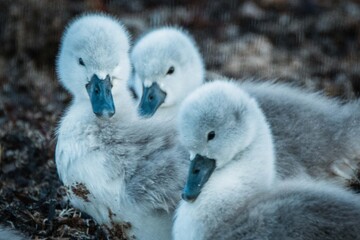 Family of swans