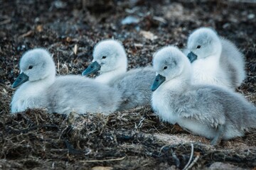 Family of swans